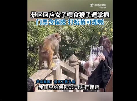 女子给猴子喂食被掌掴，景区回应：门票含保险，可理赔_北晚在线