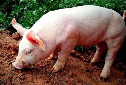 为什么农村杀猪工，杀猪后会顺走猪的大肠？