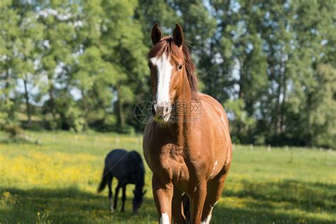 在一个阳光明媚的早晨牧场里有一匹马高清图片下载-正版图片504294373-摄图网