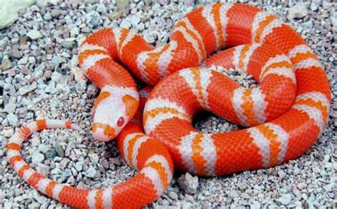 世界上最美的十种毒蛇，长相美丽带剧毒（第一在中国）_探秘志