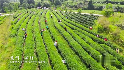 上半年，贵州茶叶、吉他等新兴特色产品出口快速增长|茶叶|吉他|贵阳市_新浪新闻