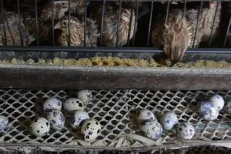 天天下蛋鹌鹑活苗繁殖鹌鹑活物鹑鸡活体家养小鸡苗阳台可养宠物鹌-淘宝网
