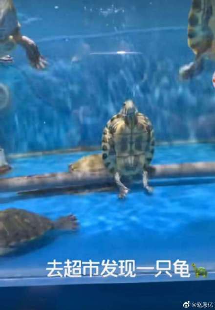 原来乌龟也能坐着 画面像不像你在游泳池的样子|原来|乌龟-滚动读报-川北在线