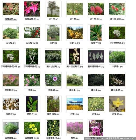 花的名称（500种花卉等你来认识！宝典来啦！） | 说明书网