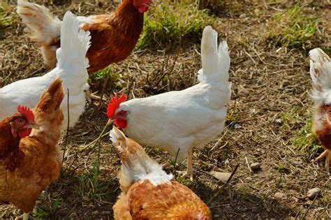 母鸡 鸡 家养 家禽 鸟 动物 农场 农业 牲畜 羽毛图片免费下载 - 觅知网