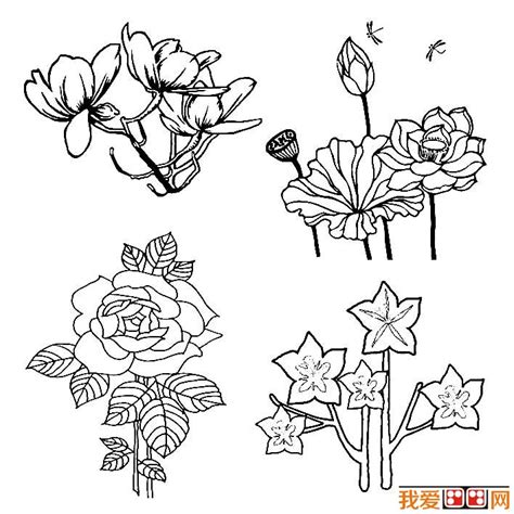 花简笔画大全图片