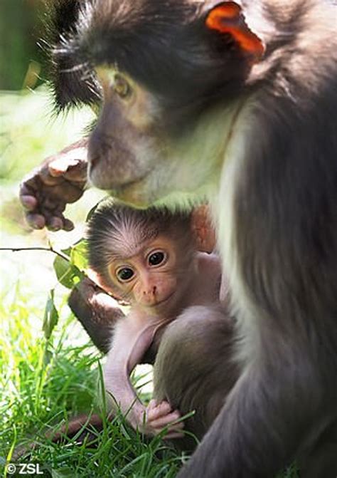猴妈妈和宝宝高清图片下载-正版图片600351374-摄图网