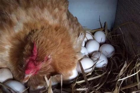母鸡又开始下蛋，小鸭子满世界找妈妈_腾讯视频