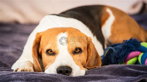 猎犬狗在花园沙发上露天睡觉猎犬在花园沙发上露天睡觉高清图片下载-正版图片307253696-摄图网