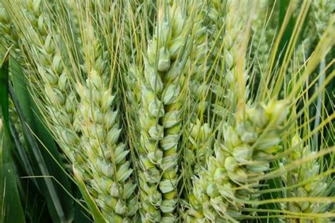 西农系列高产小麦品种 - 农敢网