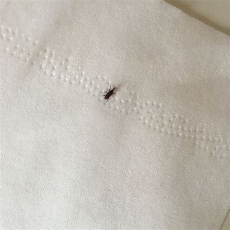床上的小虫钻到衣服里，请大家帮忙看看这是什么虫子？会不会咬人？如何清理？家有小宝宝很担心虫子伤害到 - 百度宝宝知道