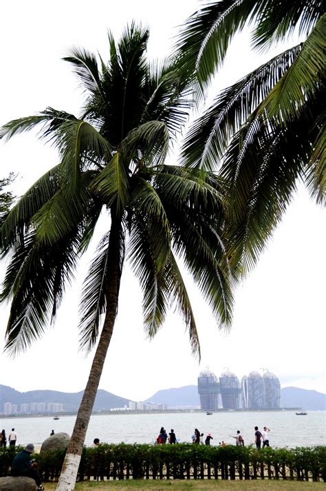 椰梦长廊, 一排排的椰子树成了三亚不同于国内其他城市的专属标记|三亚|椰梦长廊|城市_新浪新闻