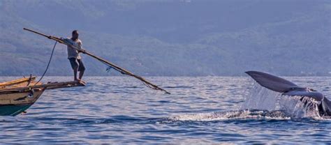 探秘印尼捕鲸村：海上猎人用小船和长矛捕猎抹香鲸，猎物公平分配|捕鲸|鲸鱼|抹香鲸_新浪新闻