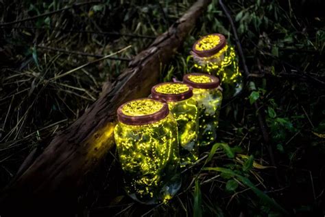 夏夜飞舞的萤火虫黄色光效素材免费下载 - 觅知网