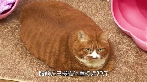 两只猫被养成了猪，体重都接近30斤，表现截然不同！|动物世界|动物|搞笑动物_新浪新闻