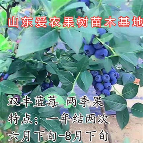 双丰蓝莓苗盆栽地栽阳台四季特大果南北方室外室内种植蓝莓树苗木-淘宝网