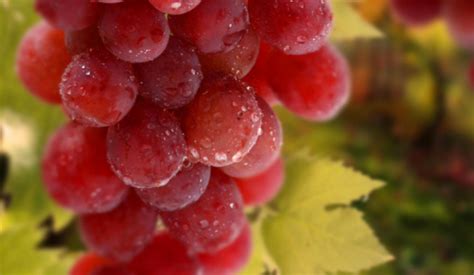 红葡萄的营养价值及功效与作用_健康大百科