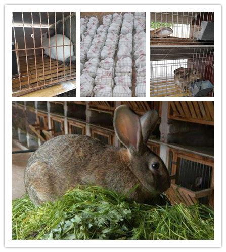 伊拉兔养殖行情肉兔养殖技术分析 山东济宁-食品商务网
