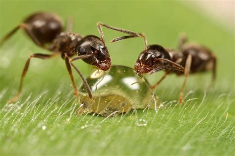 小蚂蚁撬动碳循环_风闻