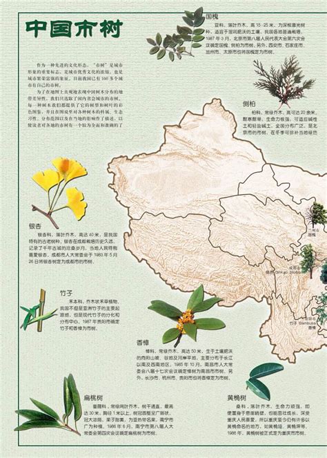 植物素材分享：含泪整理30种南方常见树种及其种植形式，欢迎收藏
