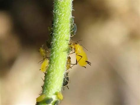 农业害虫蚜虫的物理综合防治措施（建议收藏！）-农技学堂 - 惠农网