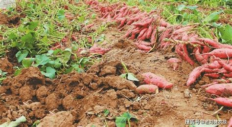 红薯种植，要对土地或者种薯做一些准备工作，红薯才能长得好
