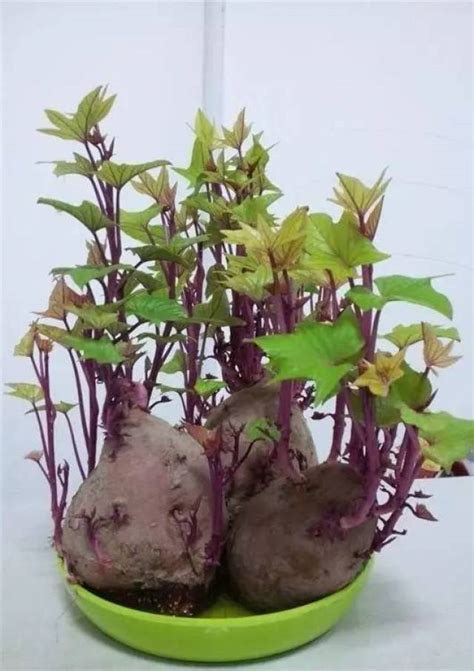 红薯苗怎样种植?番薯苗种植方法-行业新闻-中国花木网