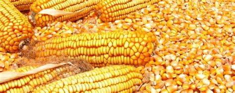 “中单909”——高产玉米新品种_中国农业科学院成果转化局