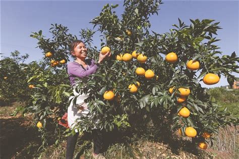 四川眉山：优质柑橘助力增收致富-人民图片网