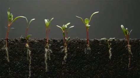 植物生长过程 菠菜从发芽到长大的过程，30天延时拍摄