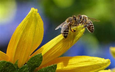 在蜂场的养蜂人与他的蜜蜂图片-养蜂人与蜜蜂素材-高清图片-摄影照片-寻图免费打包下载