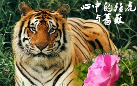 心有猛虎，细嗅蔷薇：萨松诗选((英)西格夫里·萨松)全本在线阅读-起点中文网官方正版