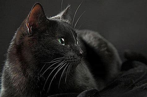 黑色的猫是什么品种，常见的就是这几种-我的宠舍