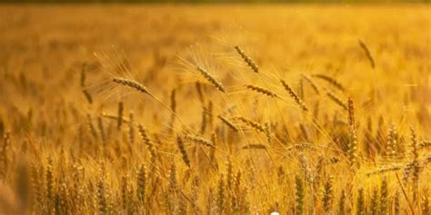 麦收的节气，麦收时节对应的节气 - 百发生活