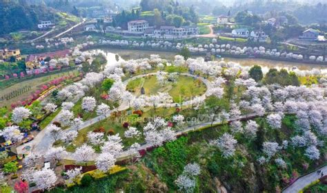 四川泸州：樱花绽放迎客来-人民图片网