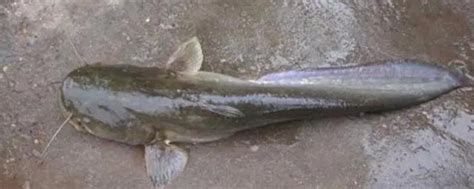 二根胡须的鲶鱼是什么鱼，通常被称为“土鲶” - 新三农