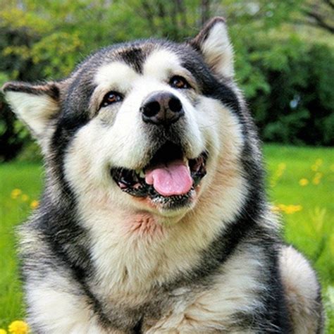 巨熊版阿拉斯加犬 纯种可爱憨犬大型雪橇幼崽阿拉斯加