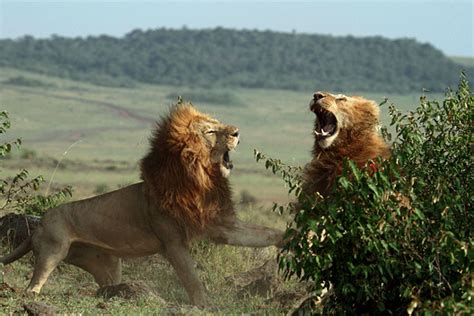 狮子兄弟为争夺母狮打斗 咆哮拍掌(组图)|狮子|幸运_凤凰资讯