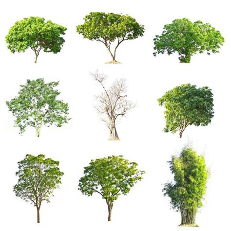 绿化树品种有哪些？-中国木业网
