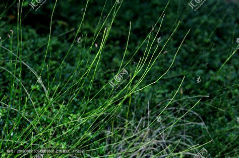 节节草-罗浮山野生动植物-图片