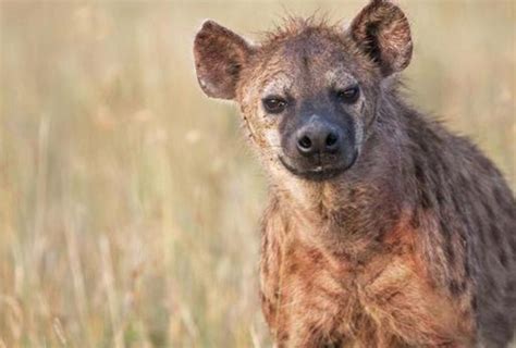 鬣狗肖像图片-首次曝光的鬣狗肖像素材-高清图片-摄影照片-寻图免费打包下载