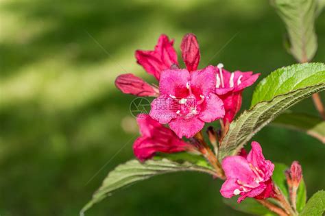 盛开的树有粉红色美丽的花朵高清图片下载-正版图片306942023-摄图网