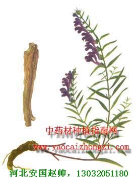 黄芩的功效和作用-种植技术-中国花木网