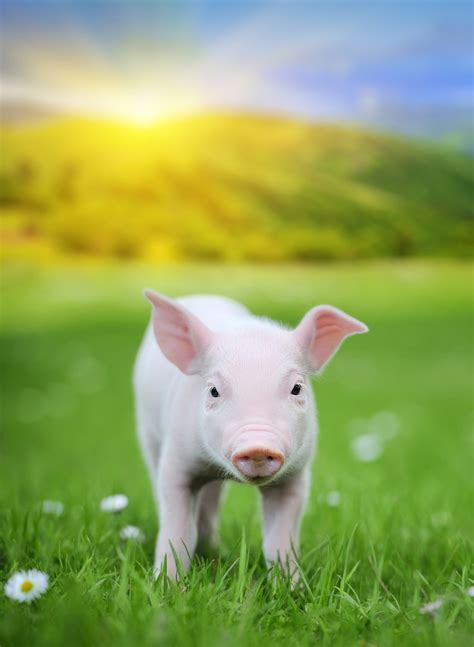 2023年3月28日生猪价格行情预测：下跌放缓，大稳小动！_青岛润达生物-兽药研发批发厂家,饲料添加剂,动物保健品,噬菌体,无抗减抗