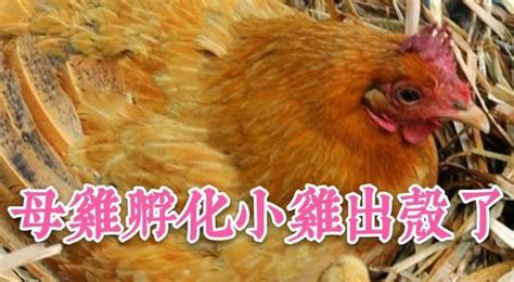 小鸡是怎样孵化的,孵小鸡的方法有两种|小鸡|母鸡|温度_新浪新闻