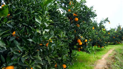 橘子果园图片-成熟的橘子果园素材-高清图片-摄影照片-寻图免费打包下载