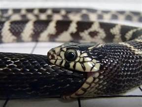 科学网—如果你是一条蛇，如何杀死另一条蛇 - 赵序茅的博文