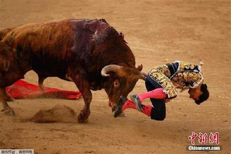 西班牙斗牛士被公牛顶飞 场面惊险万分（图）|斗牛士|公牛_凤凰资讯