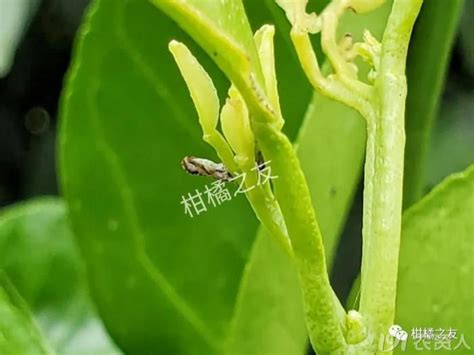 柑橘木虱图片