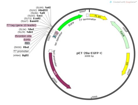 pMXB10大肠杆菌表达载体 Biovector107903报价/价格pMXB10大肠杆菌表达载体质粒图谱序列 - Biovector Co ...